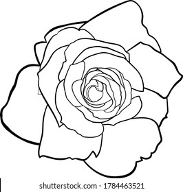 The vector pic of rosa chinensis