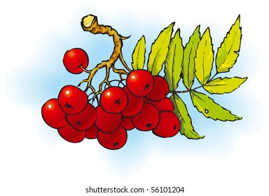 Vector picture. Branch of red wild ash with green leaves
