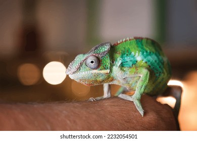 Vector picture with chameleon sitting on the hand.