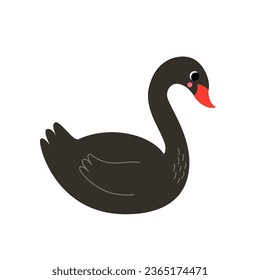 Vector picture of cute black swan isolated on white background.