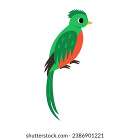 Vector picture of cute cartoon quetzal isolated on white background.