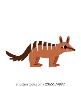 Vector picture of cute numbat isolated on white background.