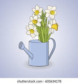 Vector picture of floral composition with narcissus in the watering can on the light blue background.