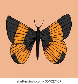 vector picture of hand drawn Milionia butterfly