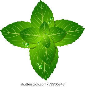 Vector picture of mint leaf