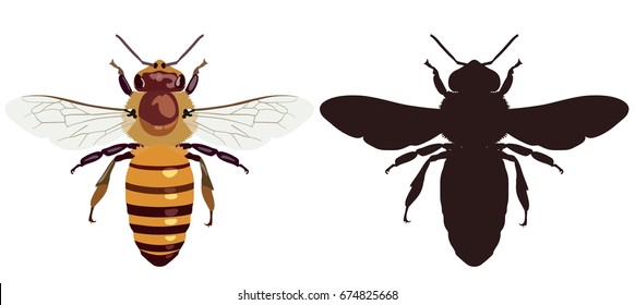 Vector picture of an ordinary bee in color and its silhouette on a white background. View from above. Insect.