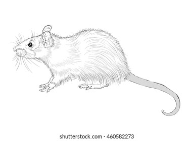 vector picture picture of rat ink
