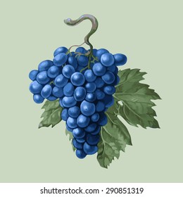 vector picture realistic. Cluster of black grapes with a leaf on a light background isolated