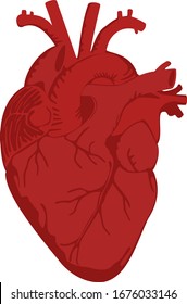 Imagen vectorial: corazón anatómico rojo aislado 