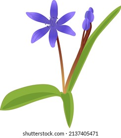 Vector picture - Scilla bifolia, the alpine squill, two-leaf squill.