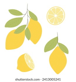 Vector pictures of lemons. Sliced ​​lemon. Lemon with leaves