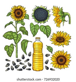 Vector pictures of nature products. Different sides of sunflower. Organic seed and plant for oil illustration