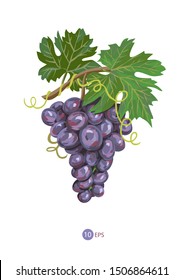 Vector picturesque grapes with leaves.