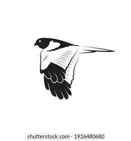 Vector of Pied Harrier bird design isolated on white background. Easy editable layered vector illustration. Wild Animals.