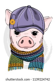 Vector pig with violet cap and knitted scarf. Hand drawn illustration of dressed piggy.