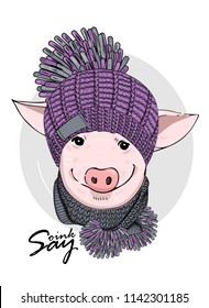 Vector pig with violet knitted hat and grey knitted scarf. Hand drawn illustration of dressed piggy.