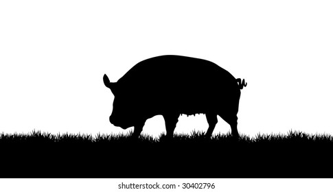 a vector pig walking on the grass