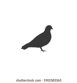 Vector pigeon silhouette icon on white