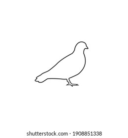 Vector pigeon silhouette line icon on white