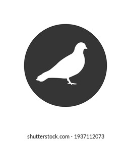 Vector pigeon silhouette white icon on white