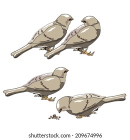 Vector pigeons isolated
