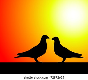 vector pigeons at sunset