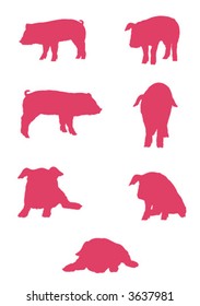 vector pigs