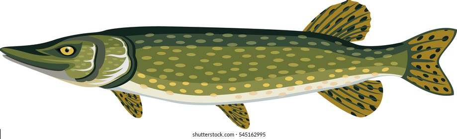 vector Pike fish