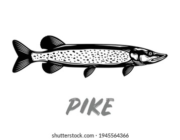Vector pike fish illustration isolated on a white background