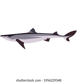 Vector Piked Dogfish Shark Illustration Isolated On White