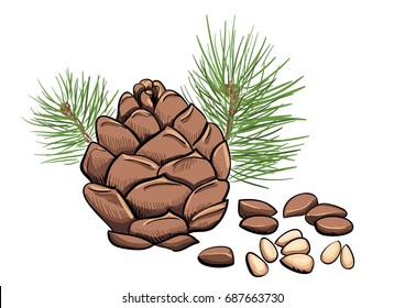 Vector pine nut clip art