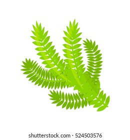 Vector Pine or spruce Christmas tree branch isolated on white. Cartoon style. Cute funny christmas icon. EPS 10 Vector illustration.
