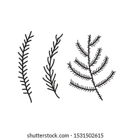 Vector pine tree branches set black silhouettes isolated on white background