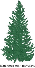 Vektor-Pine-Baum, Weihnachtsbaum, Skizze