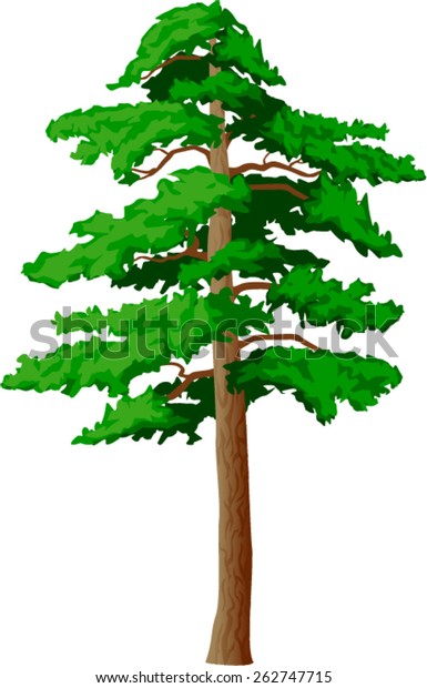 Vector Pine Tree On White Background Stock Vector (Royalty Free) 262747715