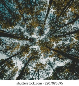 vector of Pine tree seen from below illustration