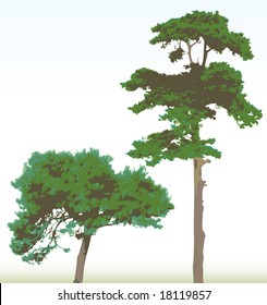 vector pine trees in three green colors with background in separate layer