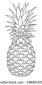 Vector pineapple fruit line art illustration