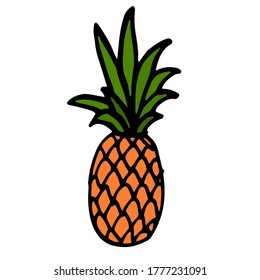 Vector pineapple. Hand drawn illustration. Isolated on white background