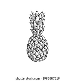 Vector pineapple illustration, black and white drawing, engraving style fruit isolated on white background.
