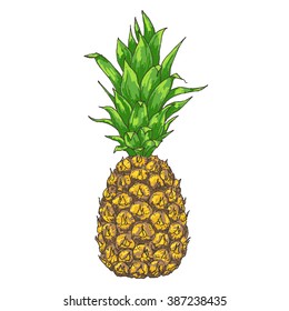 Vector pineapple illustration, hand drawn ananas sketch. Summer juicy fruit