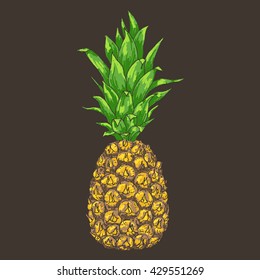 Vector pineapple illustration, hand drawn ananas sketch. Summer juicy fruit