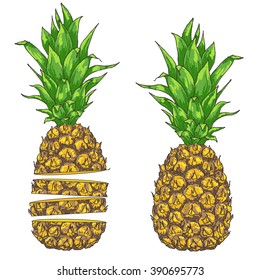 Vector pineapple illustration set, hand drawn ananas sketch with cutted and whole fruit. Summer juicy fruit