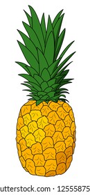 Vector pineapple isolated on white background.