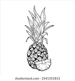 Abacaxi vetor com folhas e desenho à mão de fatia ilustração isolada. Fruto inteiro de ananas tropicais estilizado esboço gráfico monocromático. Doce sobremesa para a decoração do pacote. menu, receitas.