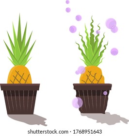 Vector with pineapples. Two pineapples in pots.