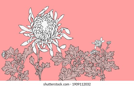 Vector pink background with blooming chrysanthemums in Japanese style. 