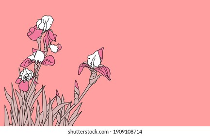 Fondo vectorial rosa con floridos iris al estilo japonés. 