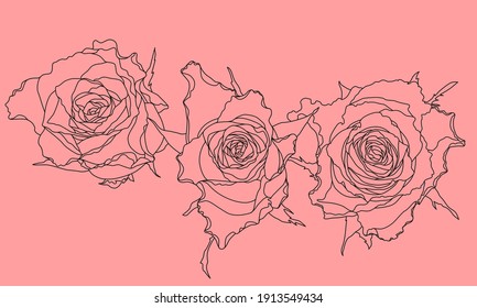Fondo vectorial rosa con rosas florecientes. Plantilla para felicitaciones. 