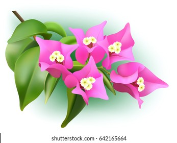 Vector pink bougainvillea branch
